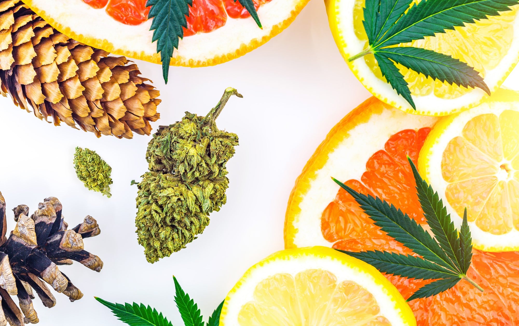 Scent-sational Strains: How to Choose the Perfect Cannabis Based on Aroma